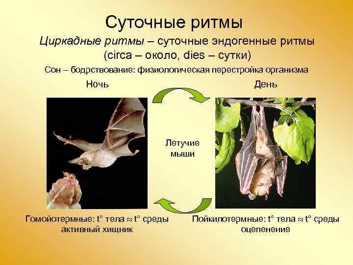 Суточные ритмы Циркадные ритмы – суточные эндогенные ритмы (circa – около, dies – сутки)