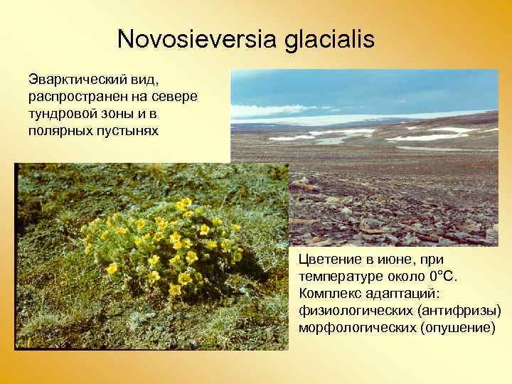 Novosieversia glacialis Эварктический вид, распространен на севере тундровой зоны и в полярных пустынях Цветение