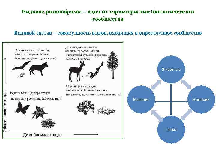 Виды биологического разнообразия схема