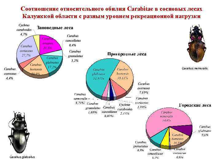 Уровни видового разнообразия. Уровень видового разнообразия. Уровни биологического разнообразия. Уровни биоразнообразия. Рекреационная нагрузка на лес.