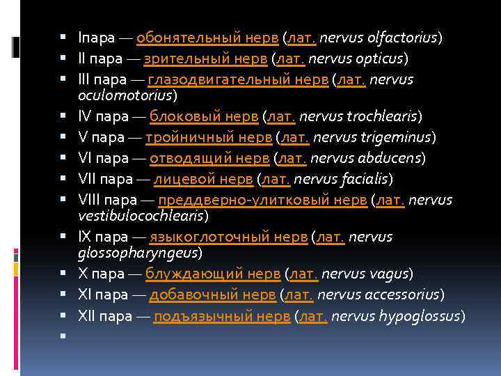  Iпара — обонятельный нерв (лат. nervus olfactorius) II пара — зрительный нерв (лат.