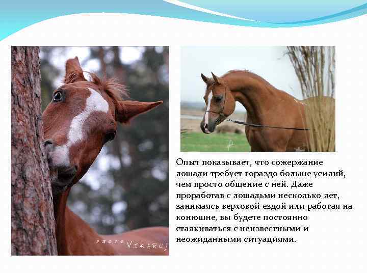 Опыт показывает, что сожержание лошади требует гораздо больше усилий, чем просто общение с ней.