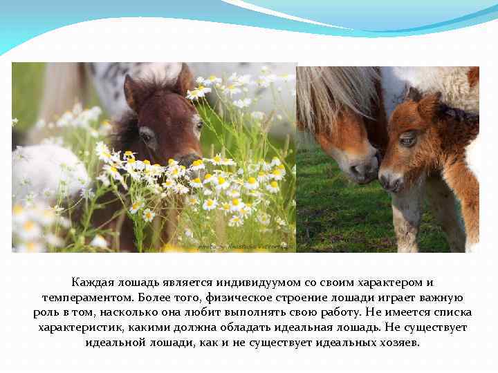 Каждая лошадь является индивидуумом со своим характером и темпераментом. Более того, физическое строение лошади