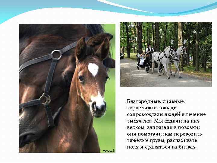 Благородные, сильные, терпеливые лошади сопровождали людей в течение тысяч лет. Мы ездили на них