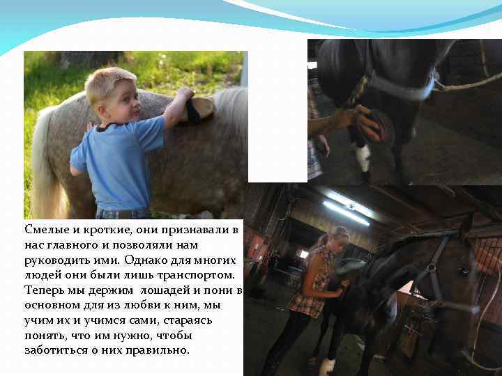 Смелые и кроткие, они признавали в нас главного и позволяли нам руководить ими. Однако