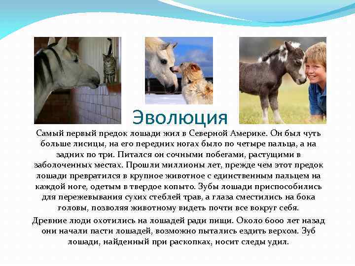 Эволюция Самый первый предок лошади жил в Северной Америке. Он был чуть больше лисицы,