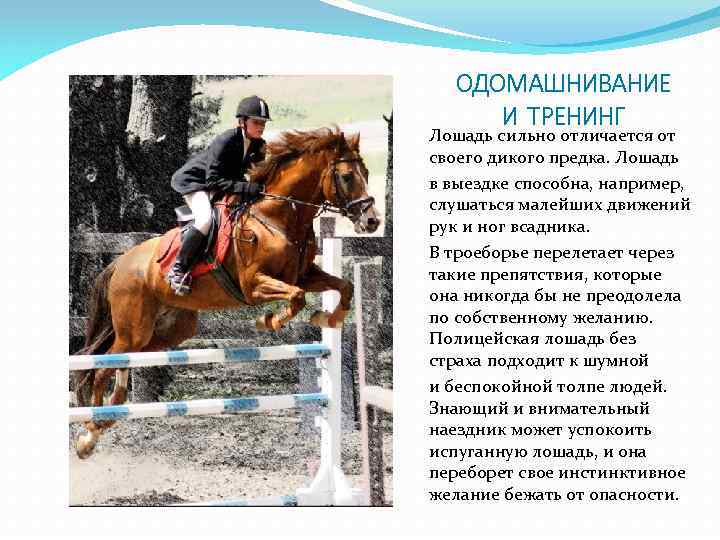 ОДОМАШНИВАНИЕ И ТРЕНИНГ Лошадь сильно отличается от своего дикого предка. Лошадь в выездке способна,