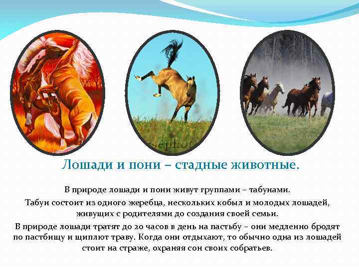 Лошади и пони – стадные животные. В природе лошади и пони живут группами –