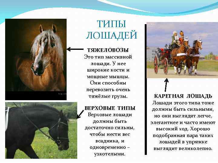 ТЯЖЕЛОВОЗЫ Это тип массивной лошади. У нее широкие кости и мощные мышцы. Они способны