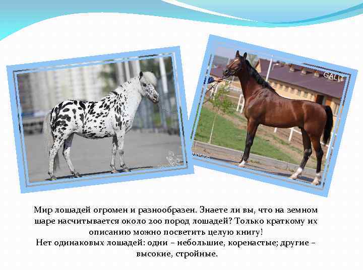 Мир лошадей огромен и разнообразен. Знаете ли вы, что на земном шаре насчитывается около