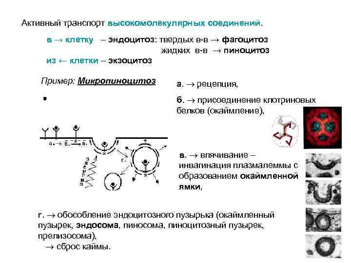 Активный транспорт высокомолекулярных соединений. в → клетку – эндоцитоз: твердых в-в → фагоцитоз жидких