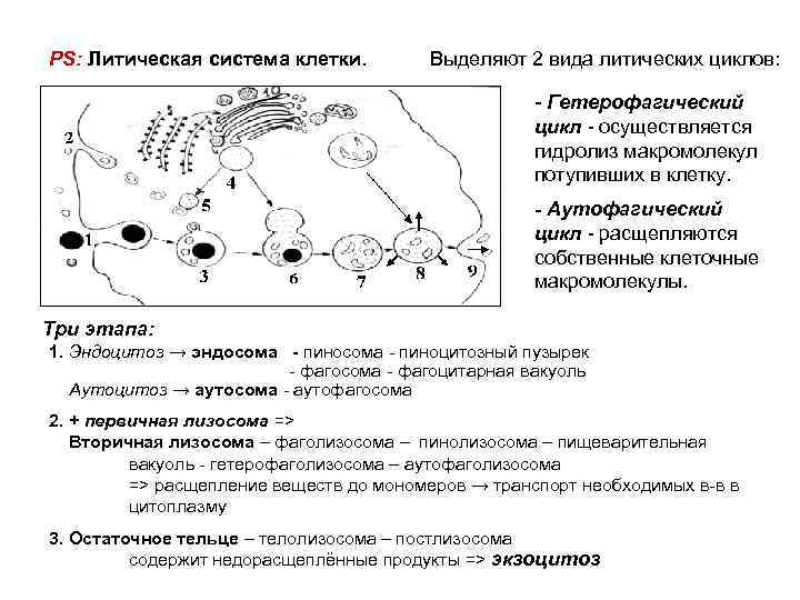 PS: Литическая система клетки. Выделяют 2 вида литических циклов: - Гетерофагический цикл - осуществляется