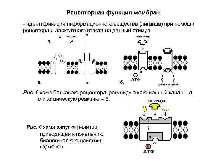 Рецепторная функция мембран - идентификация информационного вещества (лиганда) при помощи рецептора и адекватного ответа