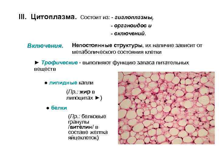 III. Цитоплазма. Состоит из: - гиалоплазмы, - органоидов и - включений. Непостоянные структуры, их