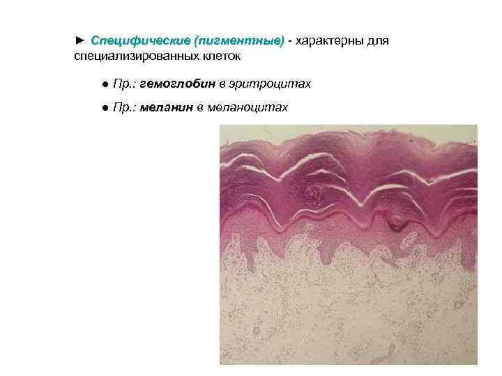 ► Специфические (пигментные) - характерны для специализированных клеток ● Пр. : гемоглобин в эритроцитах