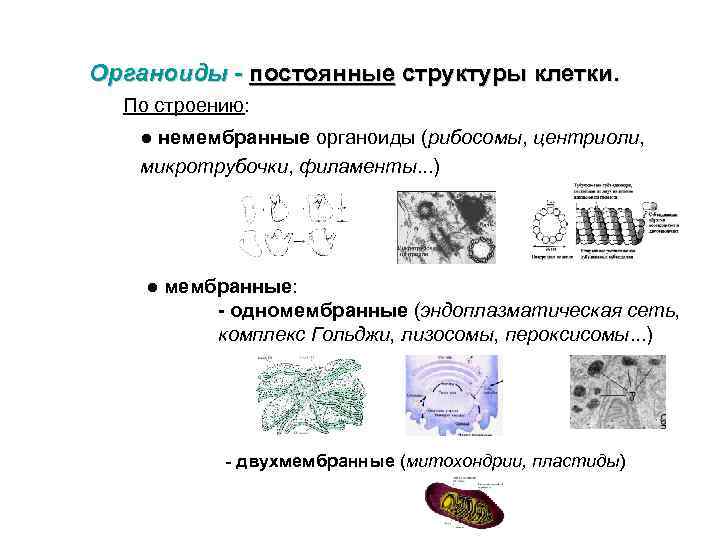 Органоиды - постоянные структуры клетки. По строению: ● немембранные органоиды (рибосомы, центриоли, микротрубочки, филаменты.