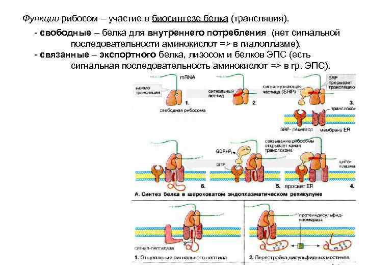 Функции рибосом – участие в биосинтезе белка (трансляция). - свободные – белка для внутреннего