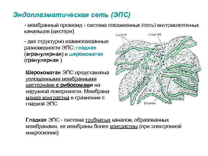 Эндоплазматическая сеть фото