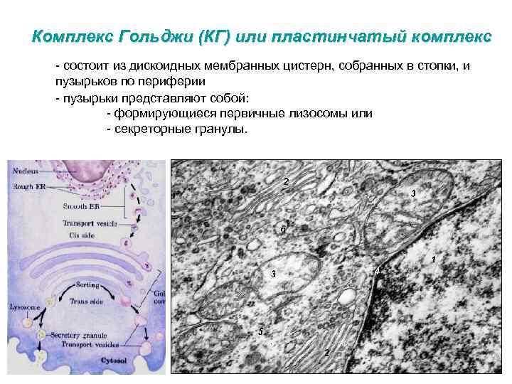 Комплекс Гольджи (КГ) или пластинчатый комплекс - состоит из дискоидных мембранных цистерн, собранных в