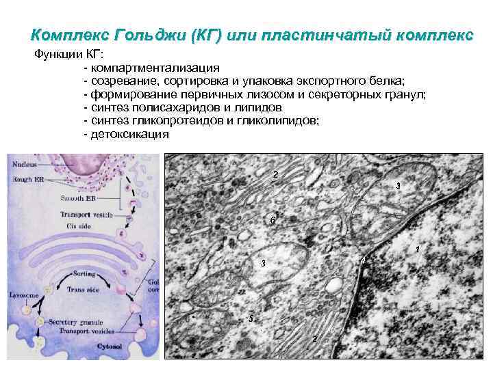 Комплекс Гольджи (КГ) или пластинчатый комплекс Функции КГ: - компартментализация - созревание, сортировка и