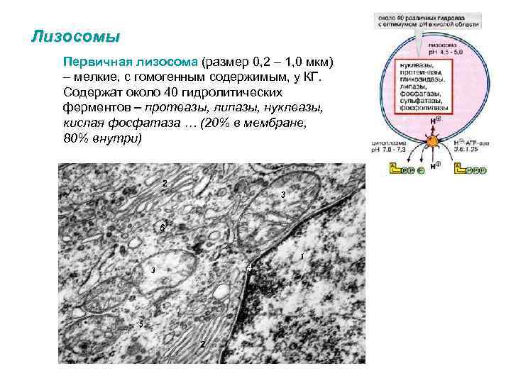 Лизосомы Первичная лизосома (размер 0, 2 – 1, 0 мкм) – мелкие, с гомогенным