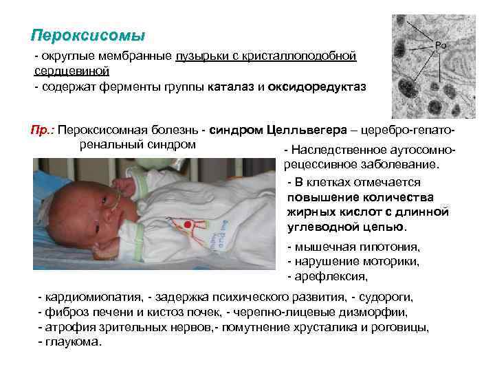 Пероксисомы - округлые мембранные пузырьки с кристаллоподобной сердцевиной - содержат ферменты группы каталаз и