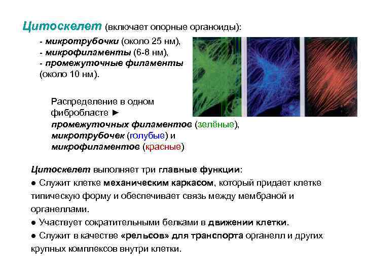 Цитоскелет (включает опорные органоиды): - микротрубочки (около 25 нм), - микрофиламенты (6 -8 нм),