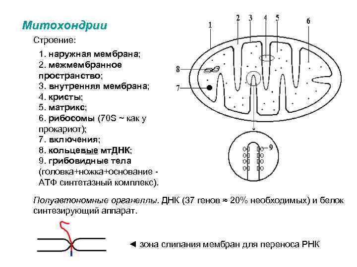 Митохондрии Строение: 1. наружная мембрана; 2. межмембранное пространство; 3. внутренняя мембрана; 4. кристы; 5.