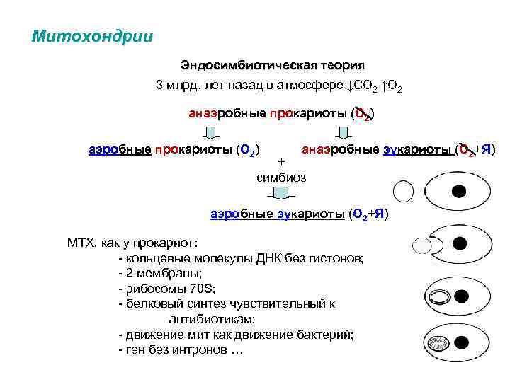 Митохондрии Эндосимбиотическая теория 3 млрд. лет назад в атмосфере ↓СО 2 ↑О 2 анаэробные