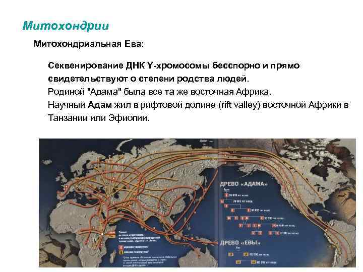 Митохондрии Митохондриальная Ева: Секвенирование ДНК Y-хромосомы бесспорно и прямо свидетельствуют о степени родства людей.