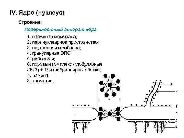 IV. Ядро (нуклеус) Строение: Поверхностный аппарат ядра 1. наружная мембрана; 2. перинуклеарное пространство; 3.