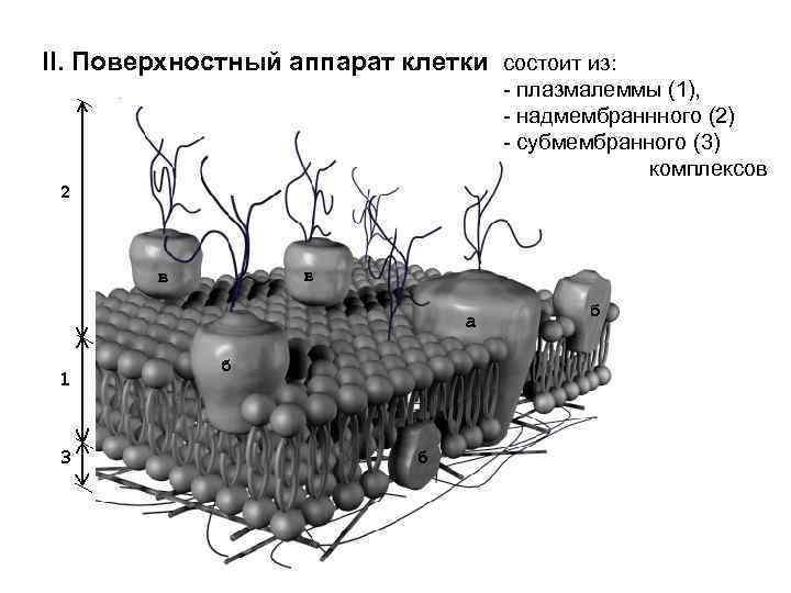 II. Поверхностный аппарат клетки состоит из: - плазмалеммы (1), - надмембраннного (2) - субмембранного
