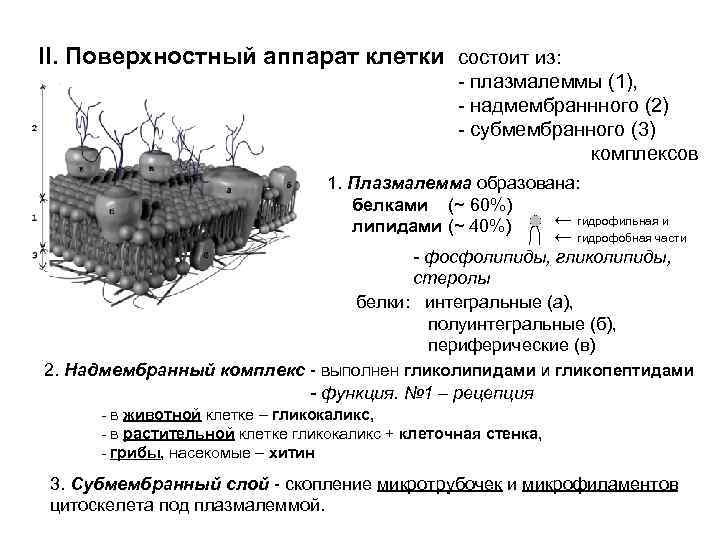 II. Поверхностный аппарат клетки состоит из: - плазмалеммы (1), - надмембраннного (2) - субмембранного
