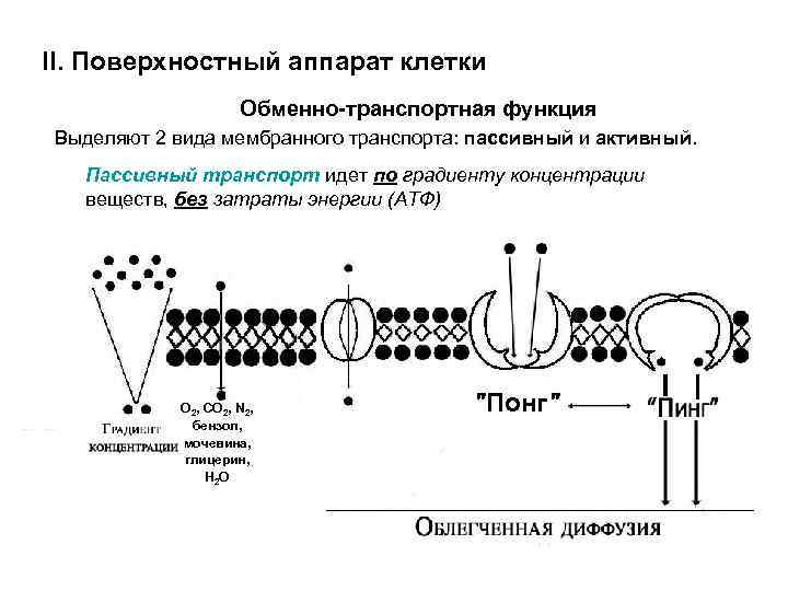 II. Поверхностный аппарат клетки Обменно-транспортная функция Выделяют 2 вида мембранного транспорта: пассивный и активный.