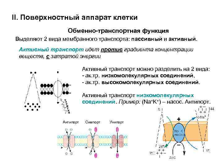 II. Поверхностный аппарат клетки Обменно-транспортная функция Выделяют 2 вида мембранного транспорта: пассивный и активный.