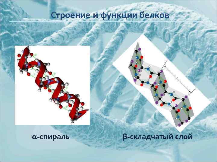 Строение и функции белков α-спираль β-складчатый слой 