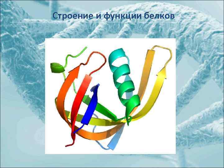 Строение и функции белков 