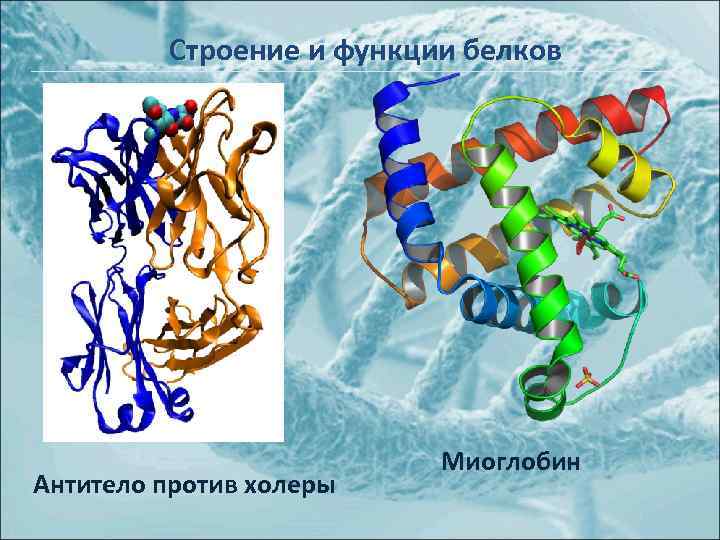 Строение и функции белков Антитело против холеры Миоглобин 