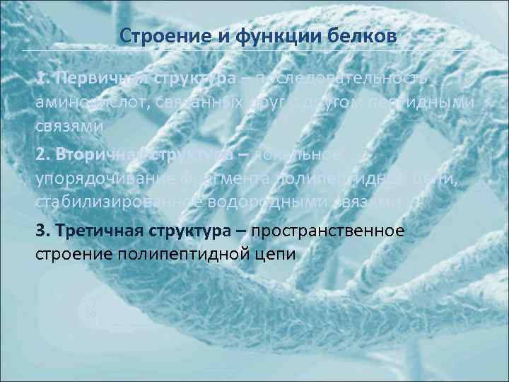 Строение и функции белков 1. Первичная структура – последовательность аминокислот, связанных друг с другом