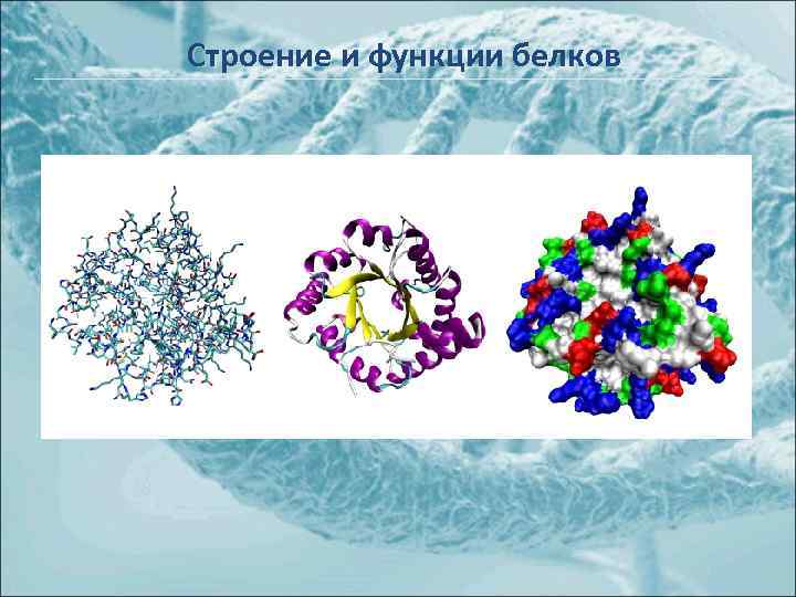 Строение и функции белков 