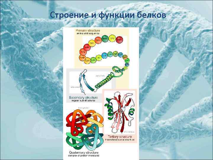 Строение и функции белков 