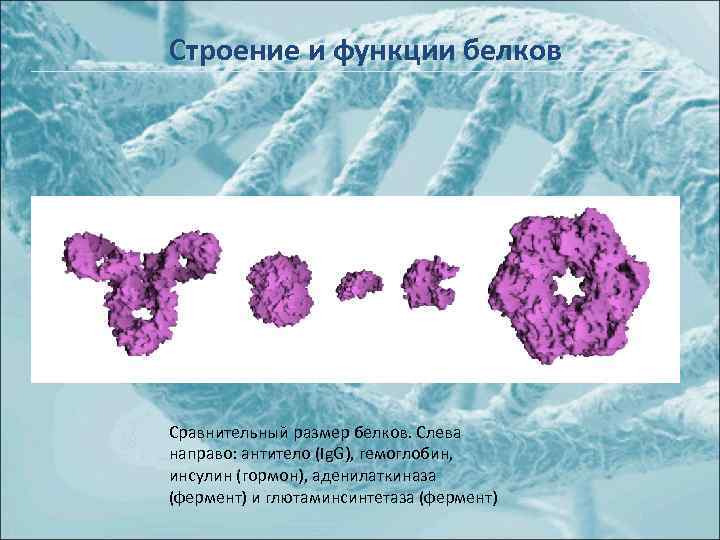 Строение и функции белков Сравнительный размер белков. Слева направо: антитело (Ig. G), гемоглобин, инсулин