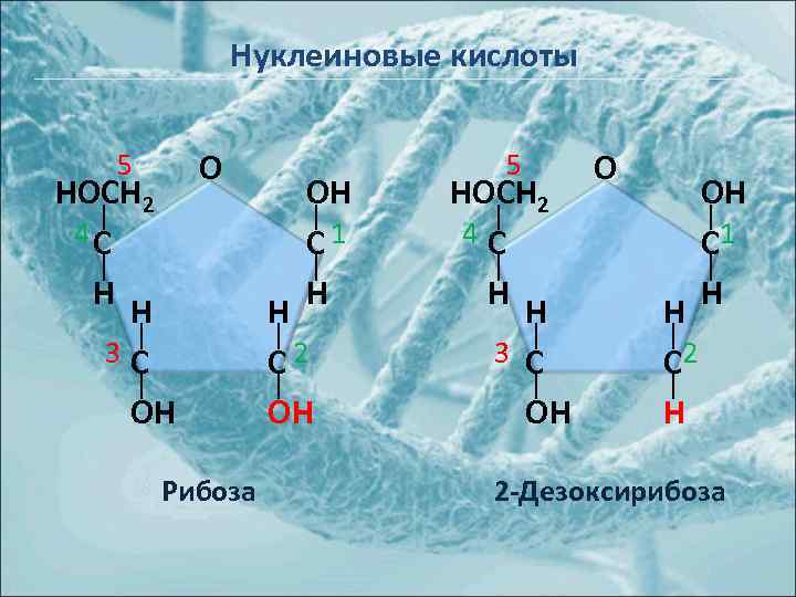 Нуклеиновые кислоты 5 HOCH 2 4 C H H 3 C OH O Рибоза