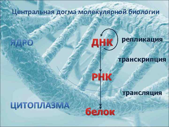 Центральная догма молекулярной биологии ДНК репликация транскрипция РНК трансляция белок 
