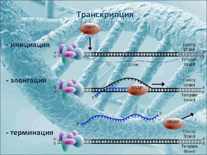 Транскрипция - инициация - элонгация - терминация 