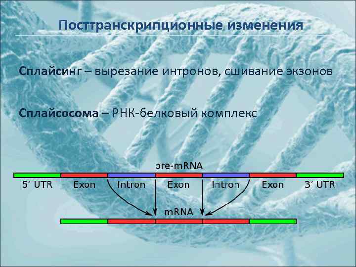 Посттранскрипционные изменения Сплайсинг – вырезание интронов, сшивание экзонов Сплайсосома – РНК-белковый комплекс 
