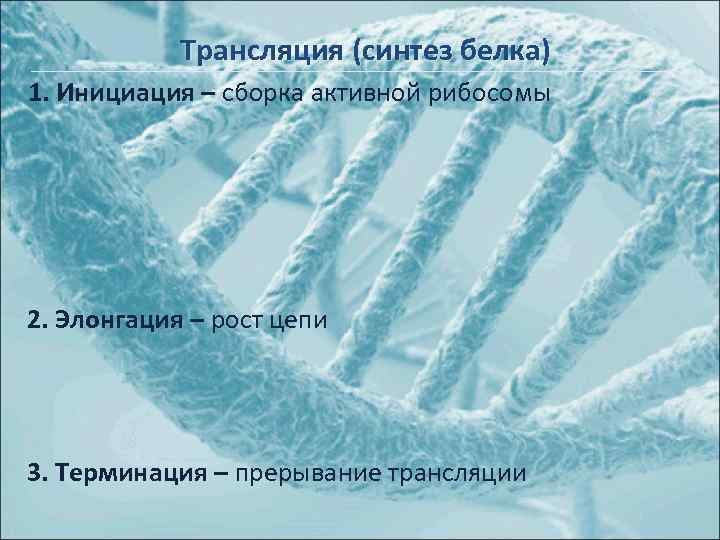 Трансляция (синтез белка) 1. Инициация – сборка активной рибосомы 2. Элонгация – рост цепи