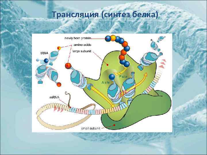Трансляция (синтез белка) 