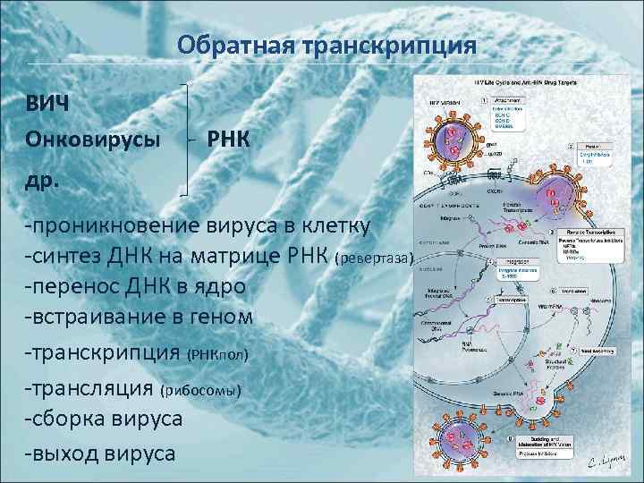 Обратная транскрипция ВИЧ Онковирусы РНК др. -проникновение вируса в клетку -синтез ДНК на матрице