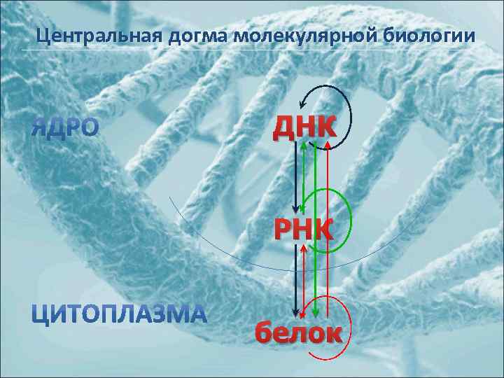 Центральная догма молекулярной биологии ДНК РНК белок 